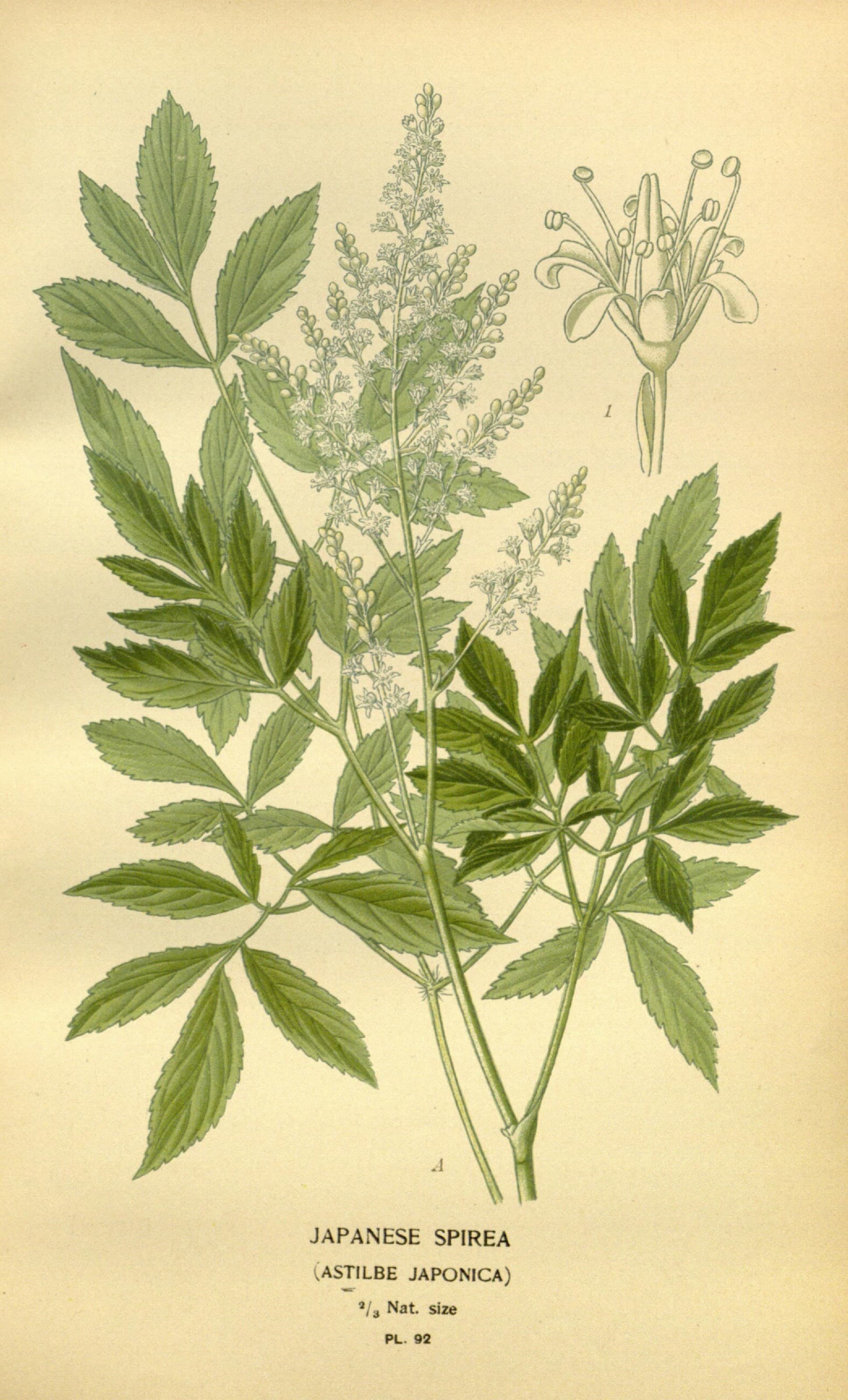 Astilbe