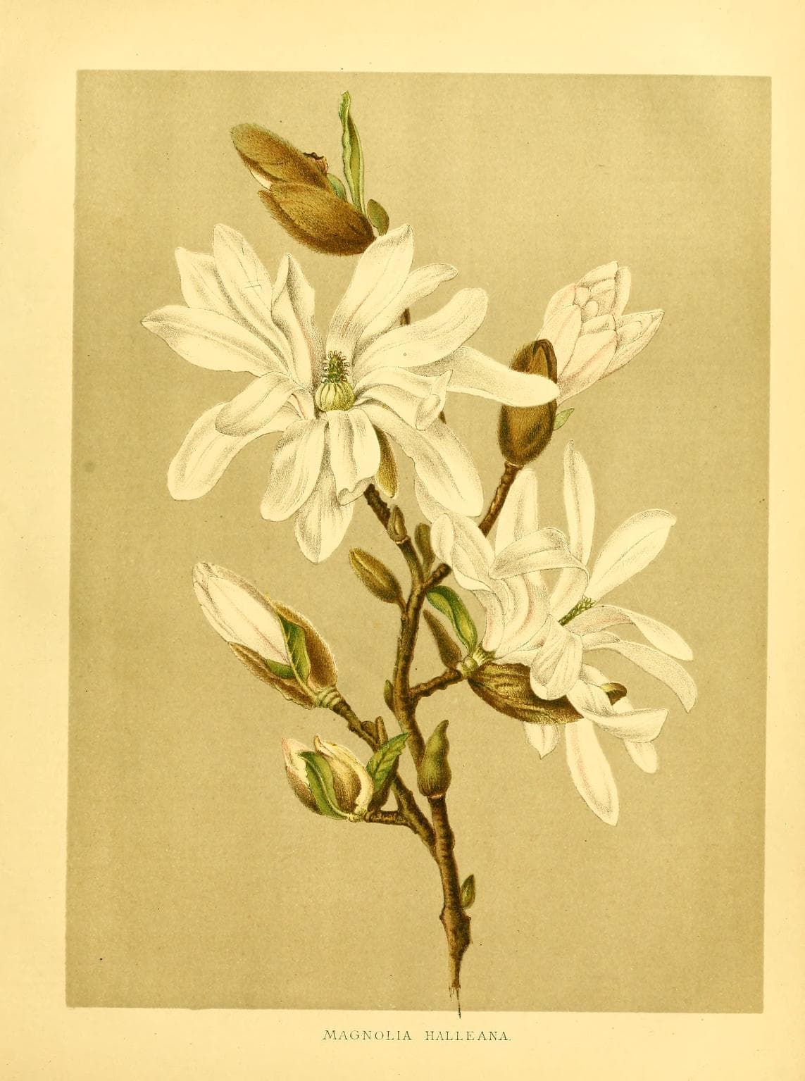 Magnolia