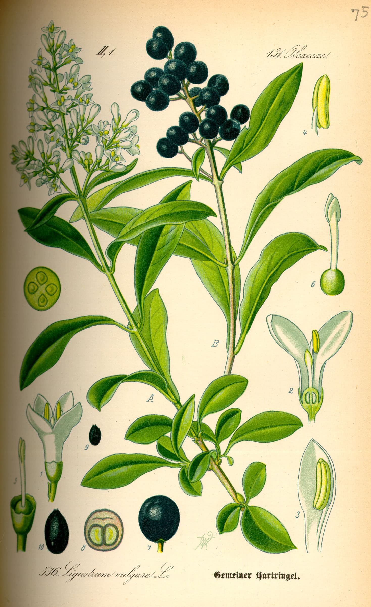 Liguster
