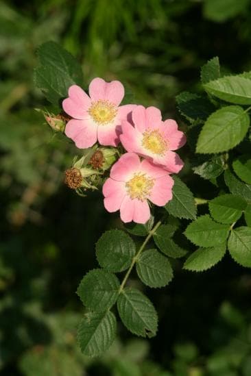 Englantinros