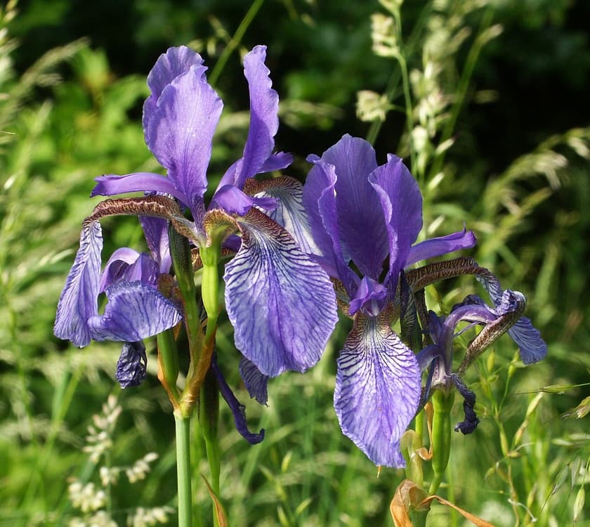 Strandiris