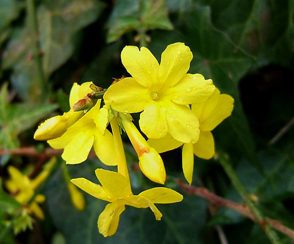 Vinterblommande jasmin