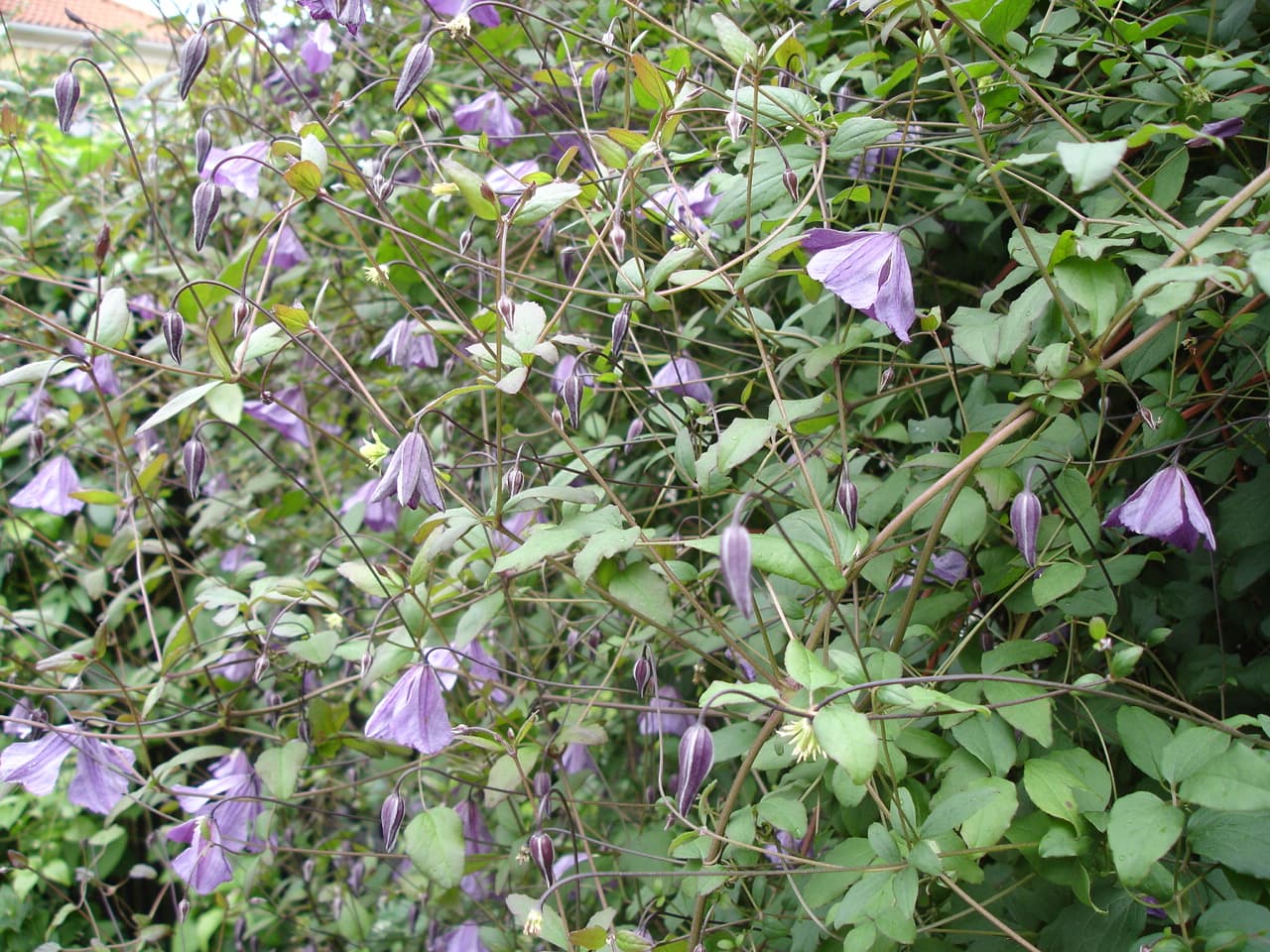 Rosenklematis