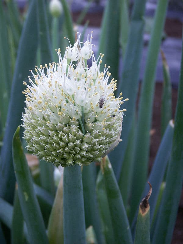 Allium