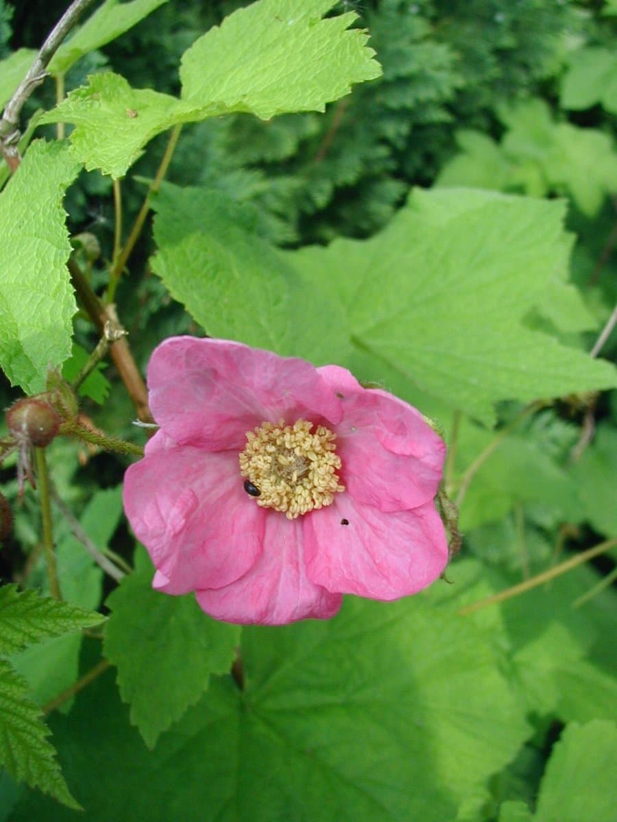 Rosenhallon