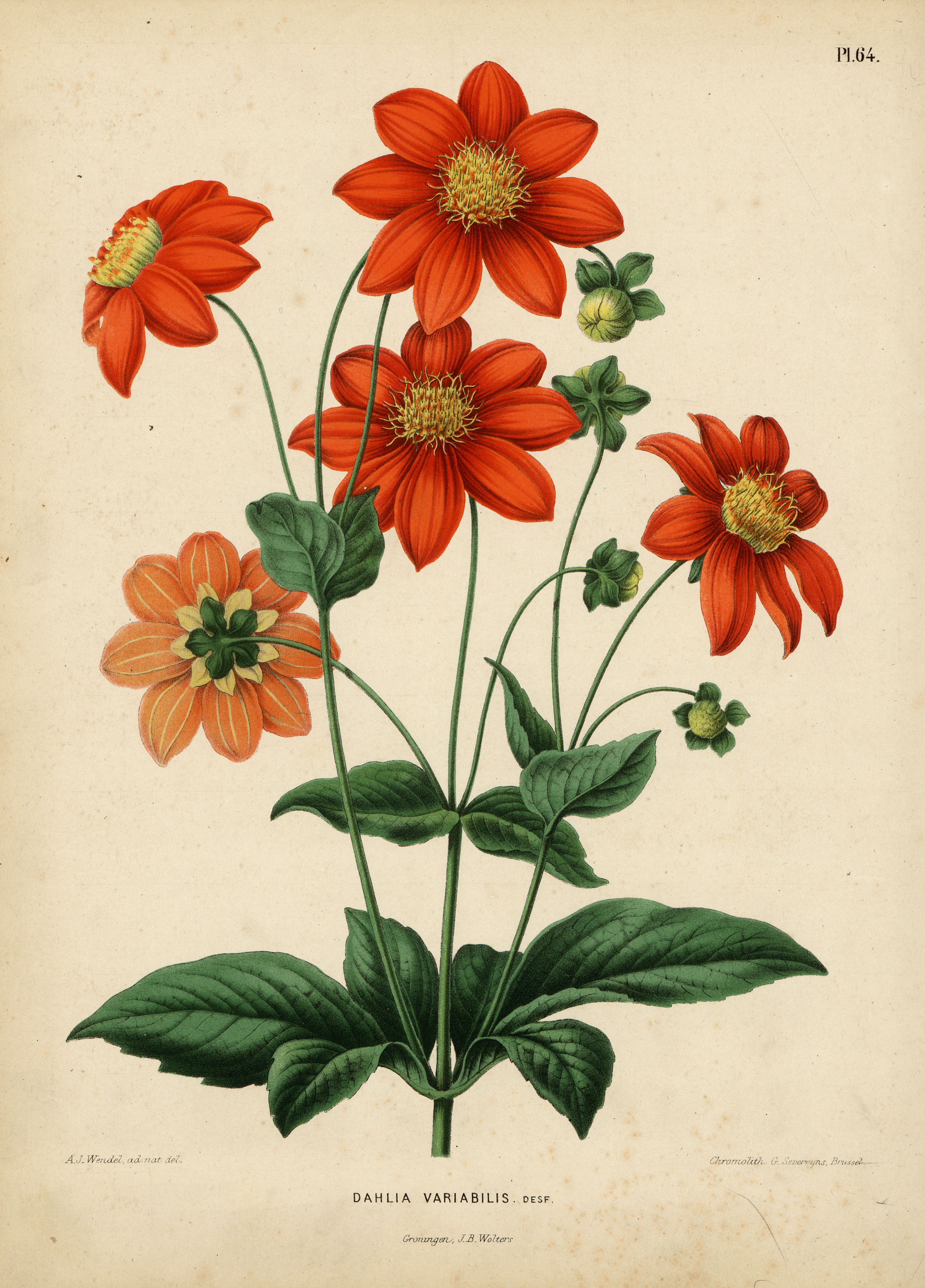 Dahlia