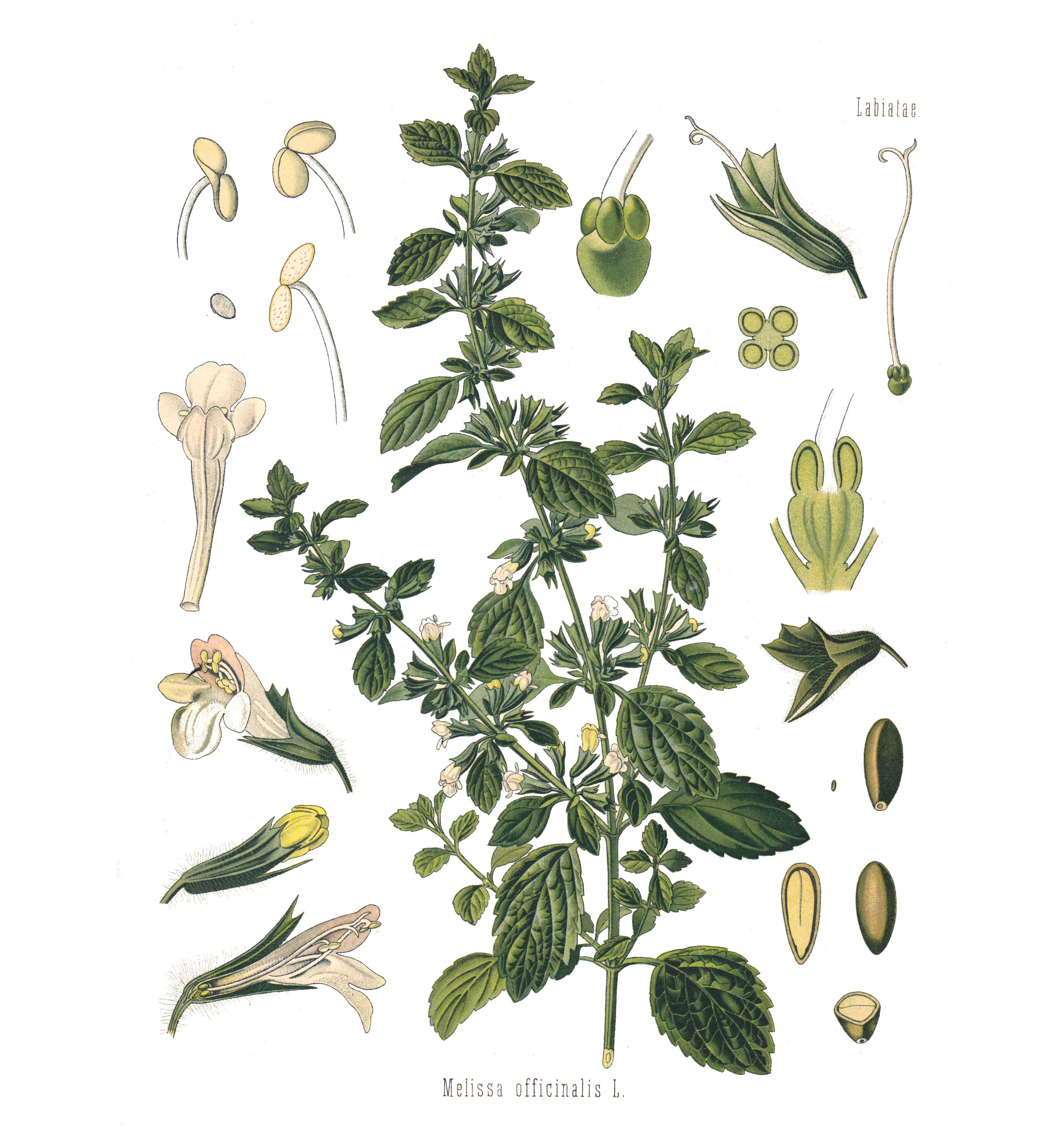Citronmeliss