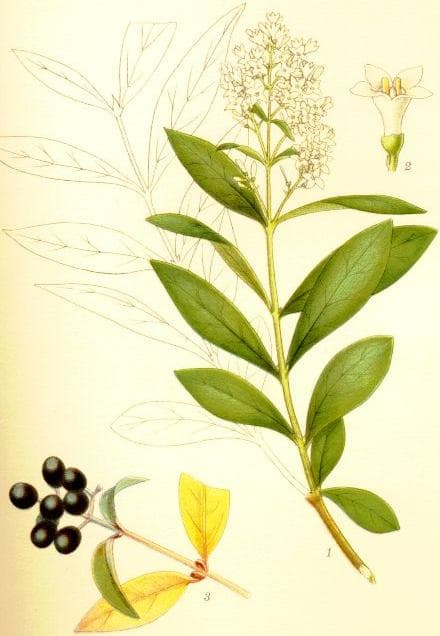 Liguster