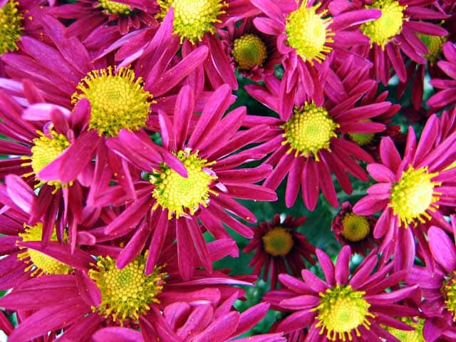Krysantemum