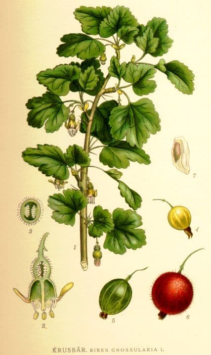 Krusbär