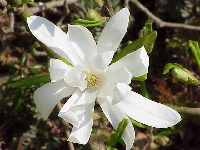 Magnolia