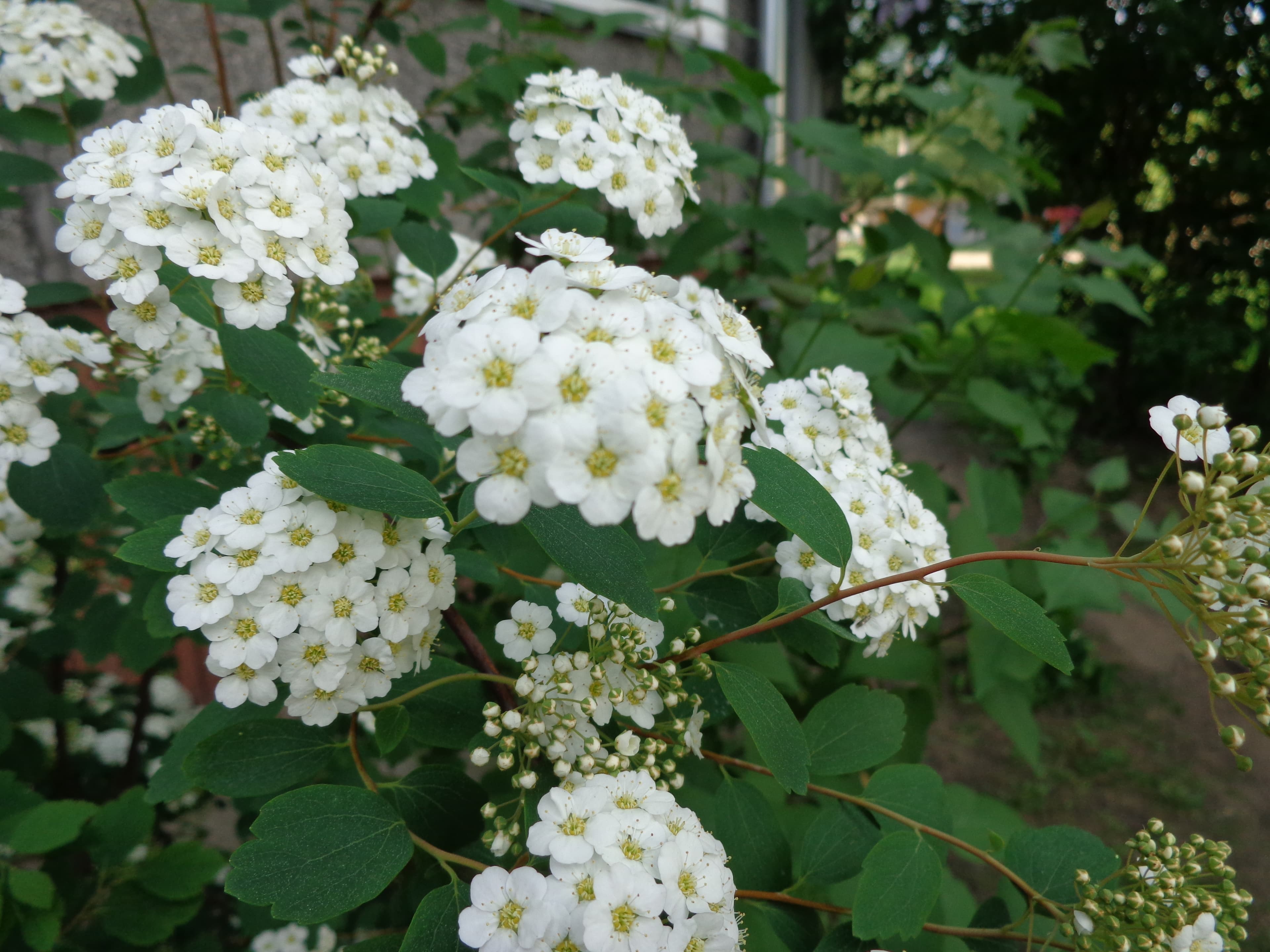 Praktspirea