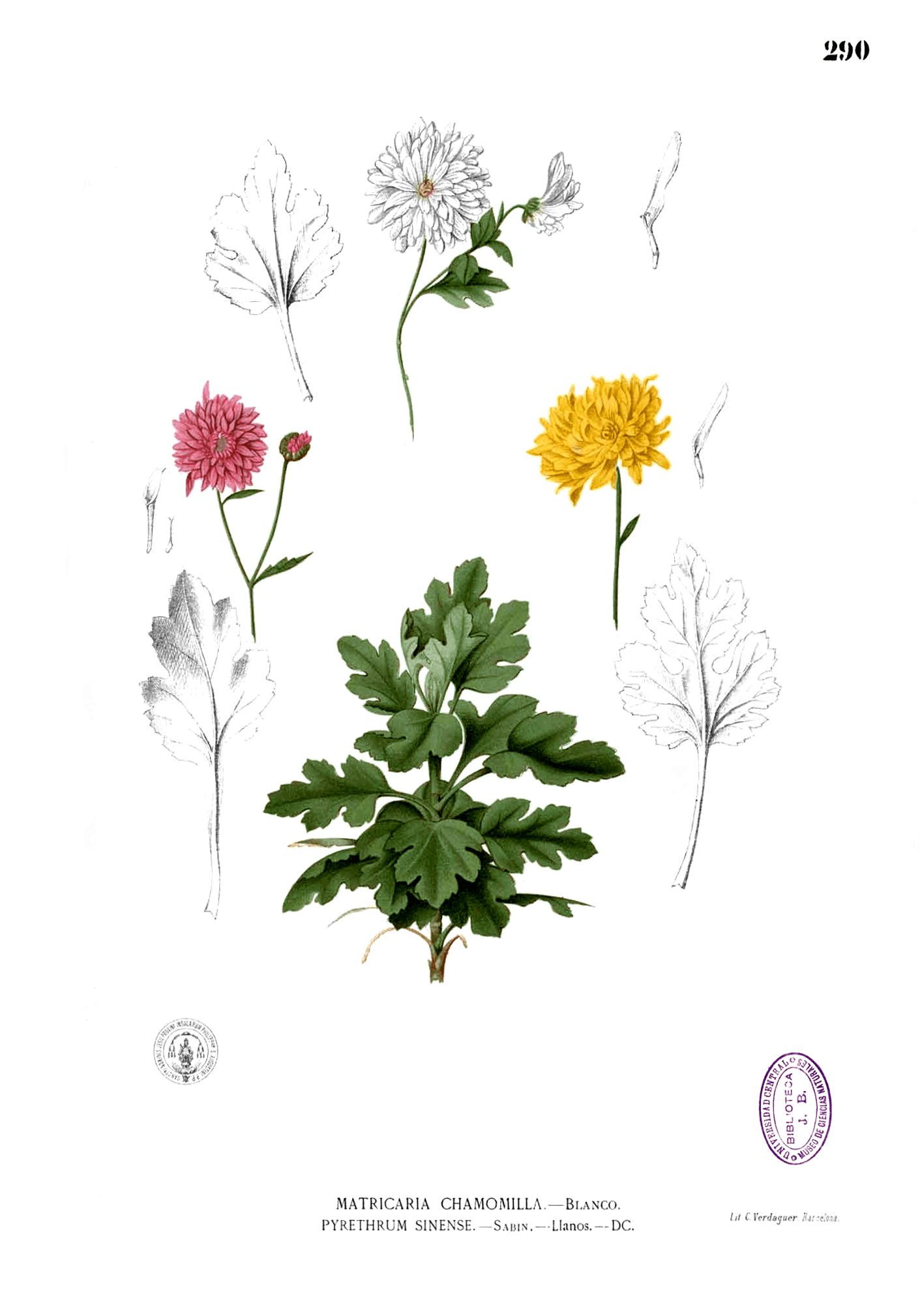 Krysantemum