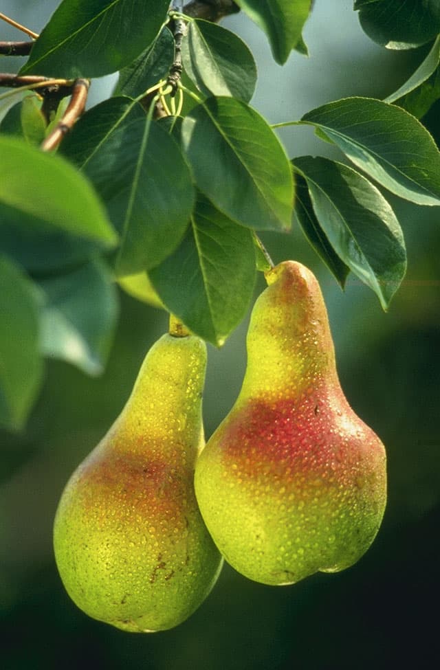 Päron