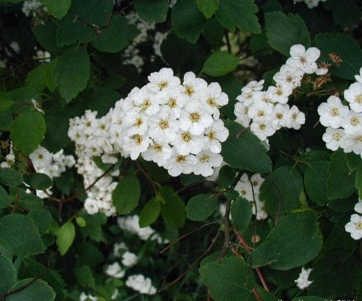 Praktspirea