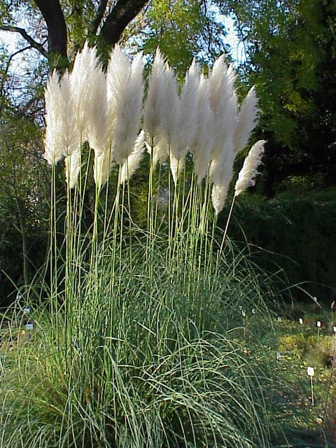 Pampasgräs