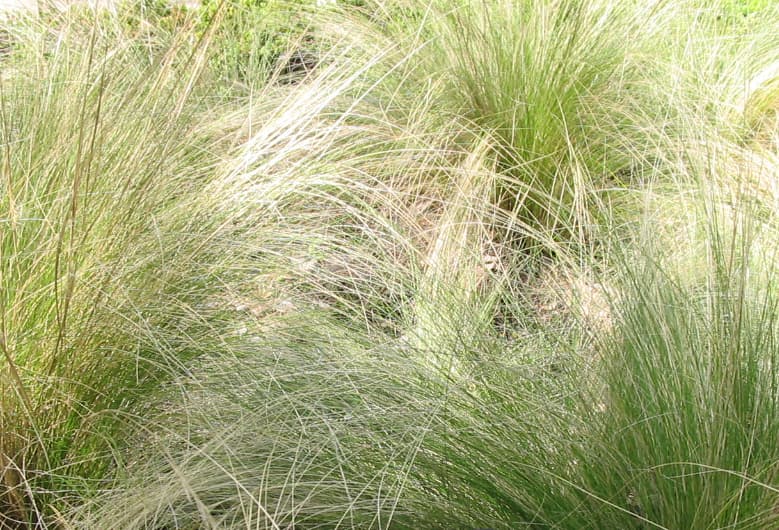 Silvergräs