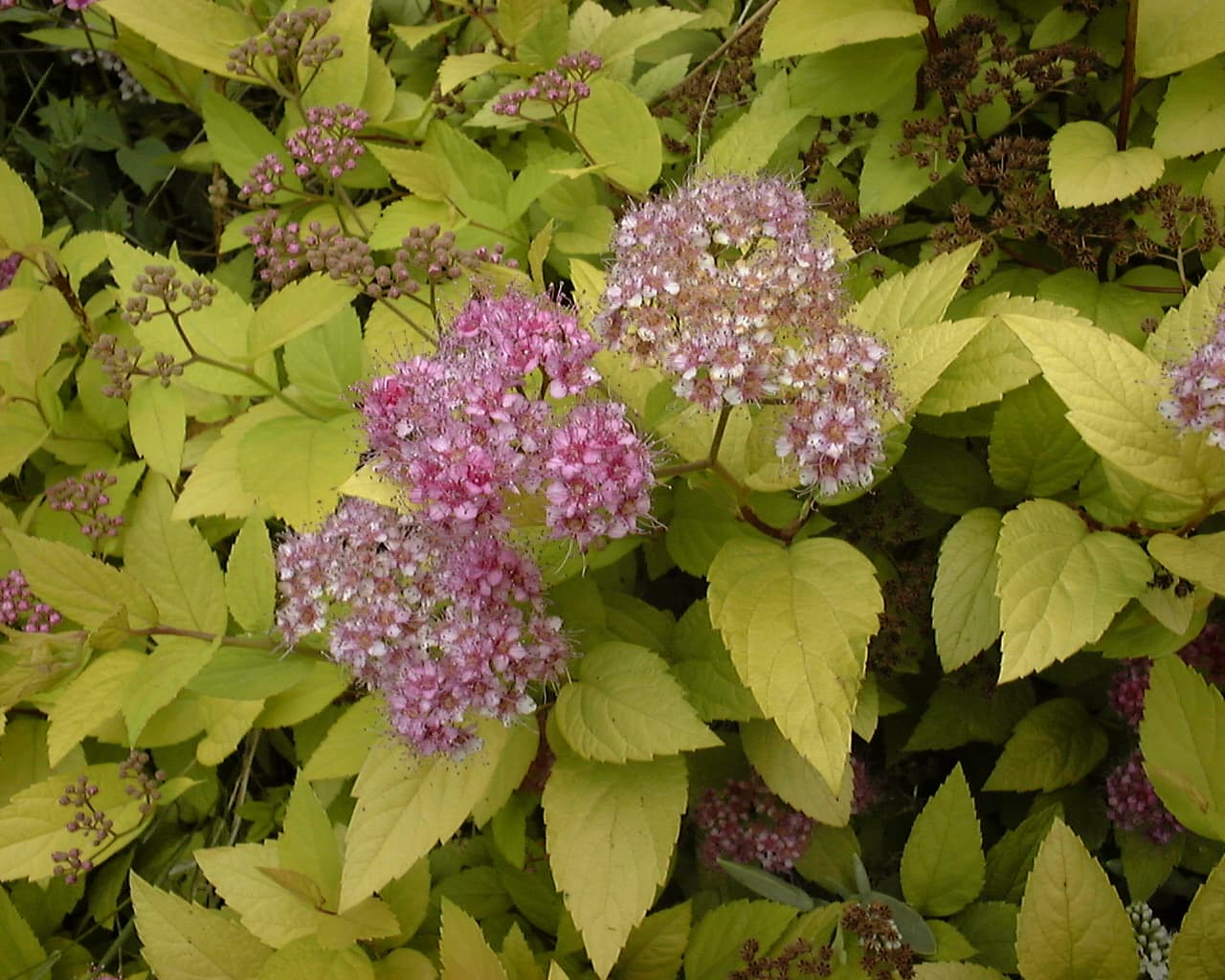 Spirea