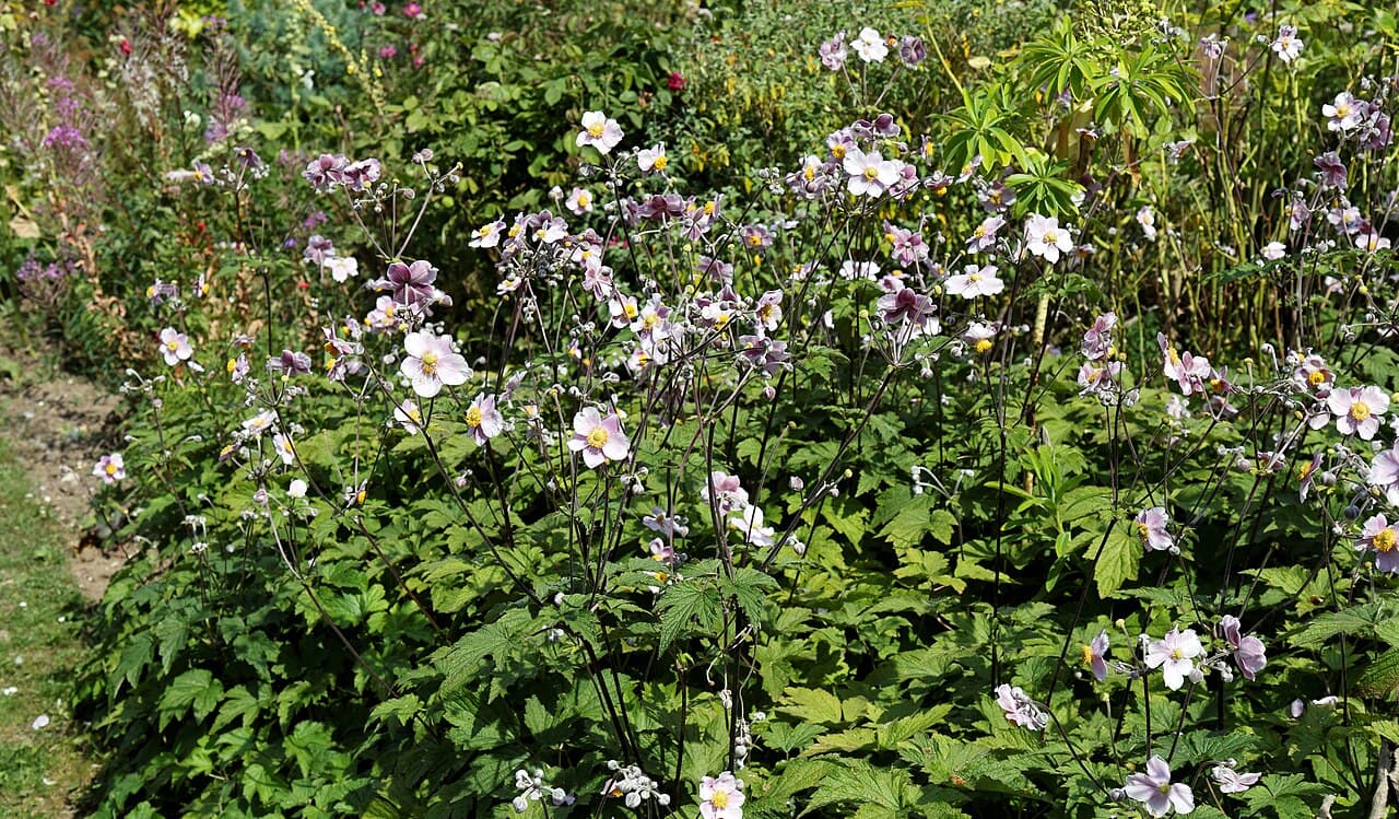 10 perenner som blommar hela sommaren