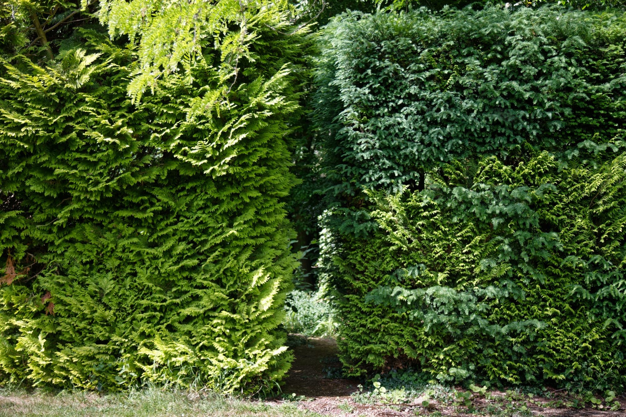 Plantera häck steg för steg