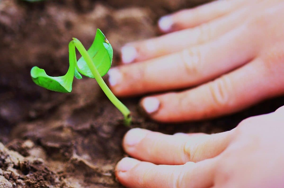 En hand som varsamt vårdar en nygrodd planta i mörk jord