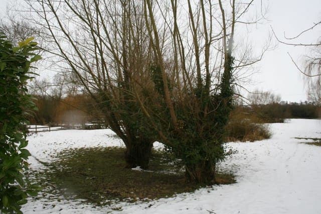 Trädgården i Januari
