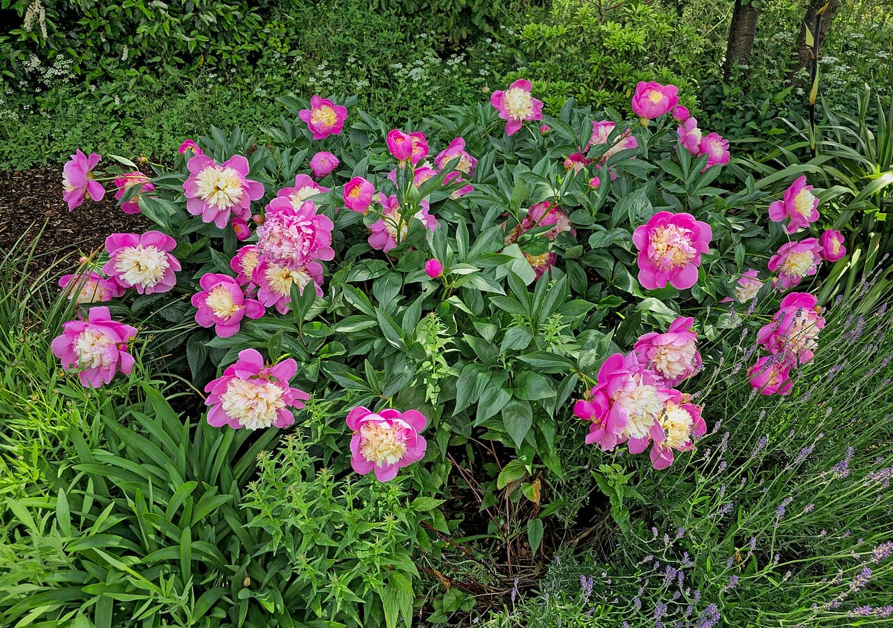 Trädgården i Juni