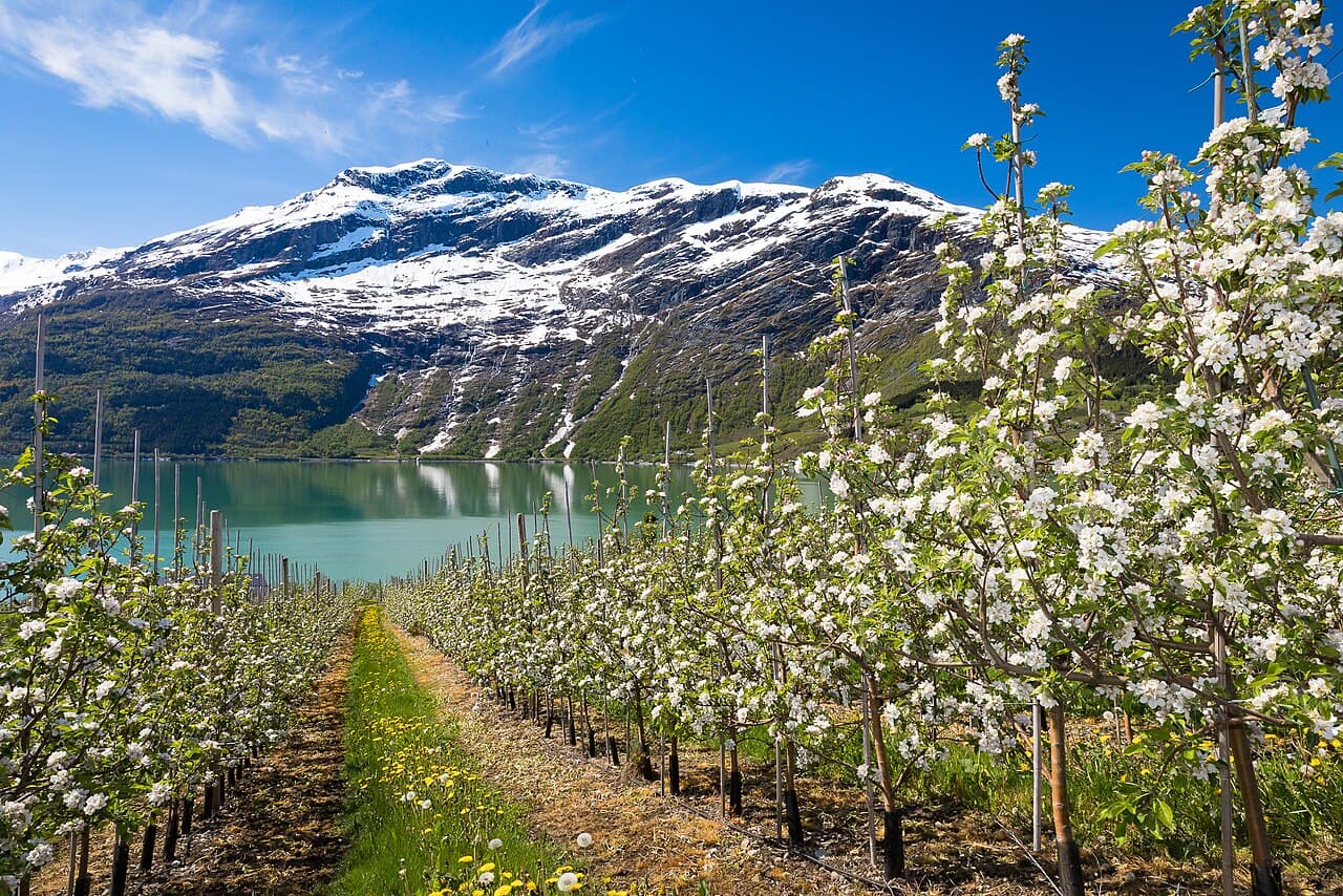 Trädgården i Maj