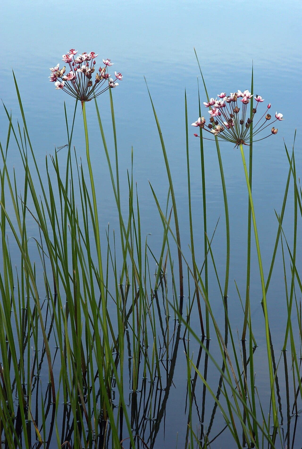 Blomvass