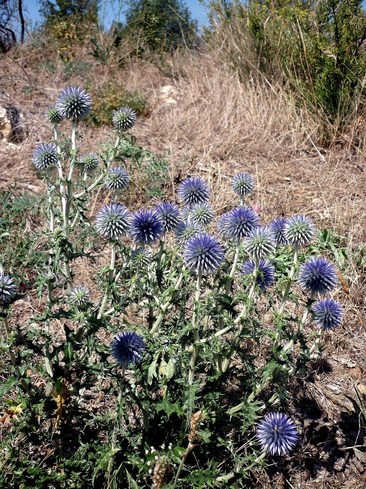 Bolltistel