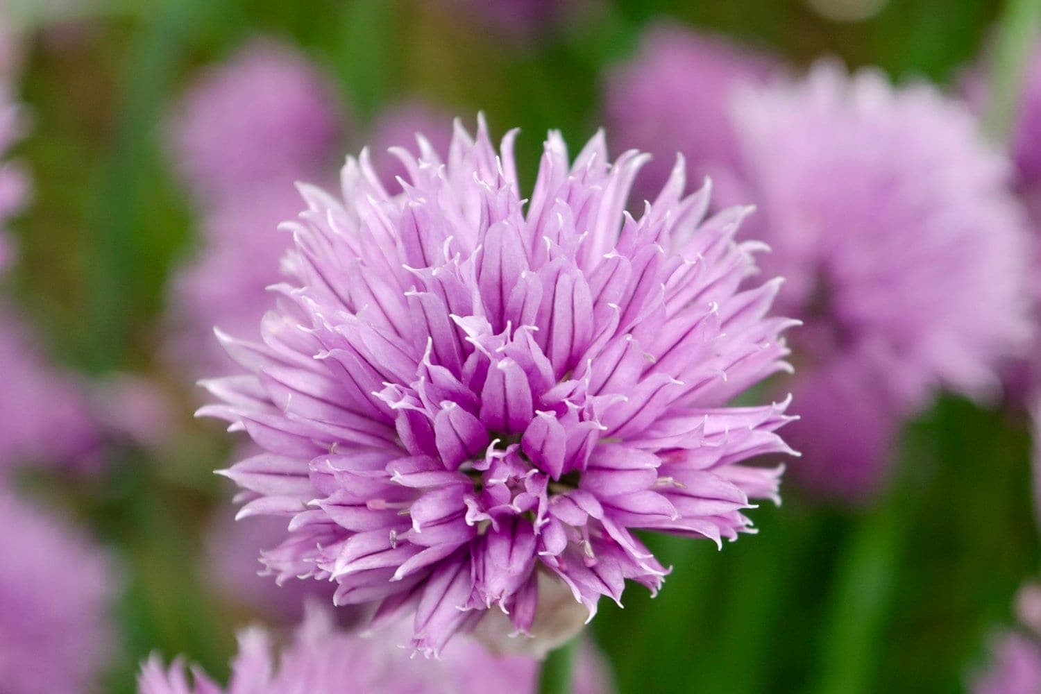 Allium