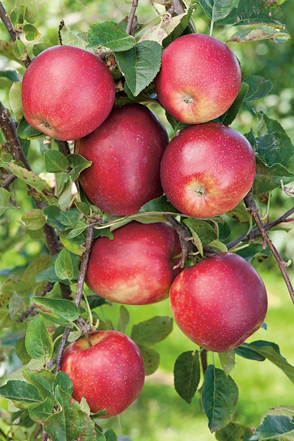Äpple