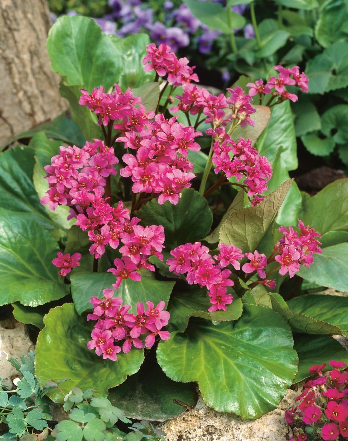 Bergenia