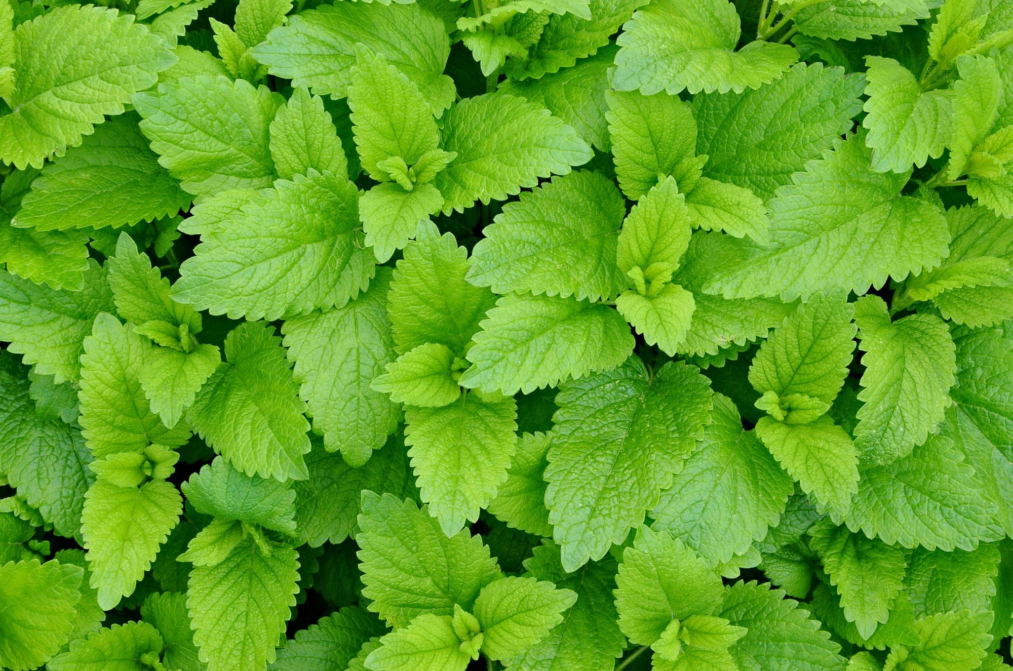 Citronmeliss