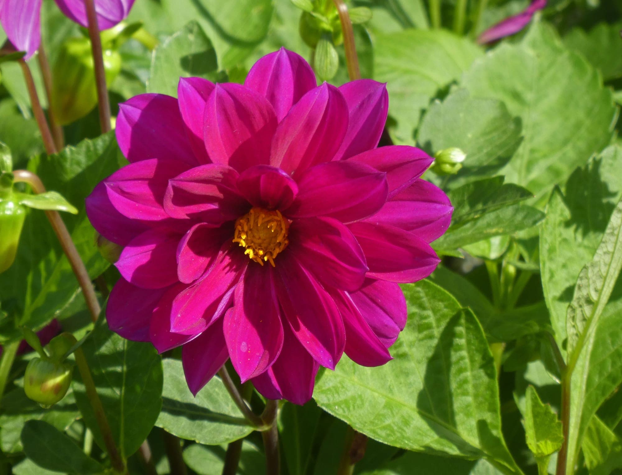Dahlia