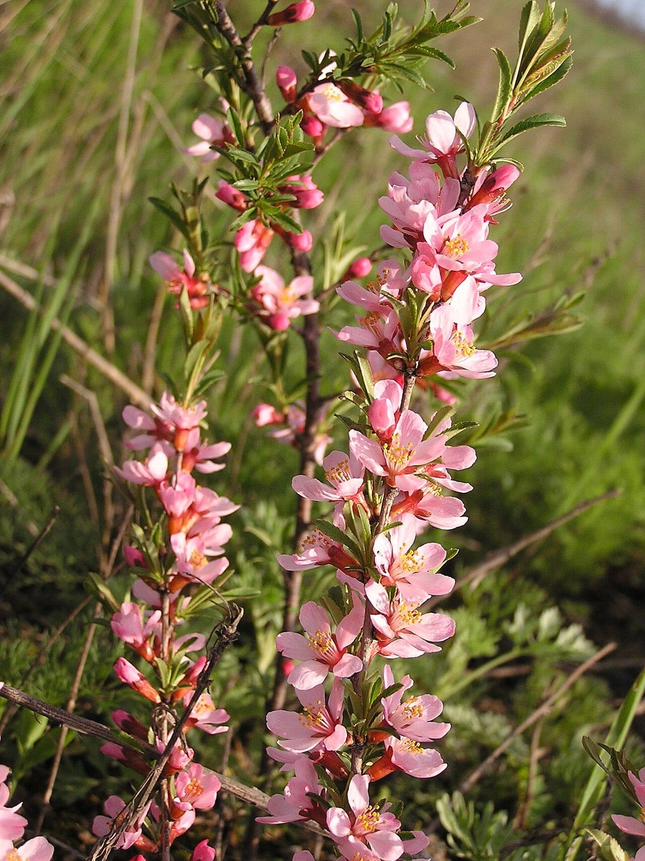 Dvärgmandel