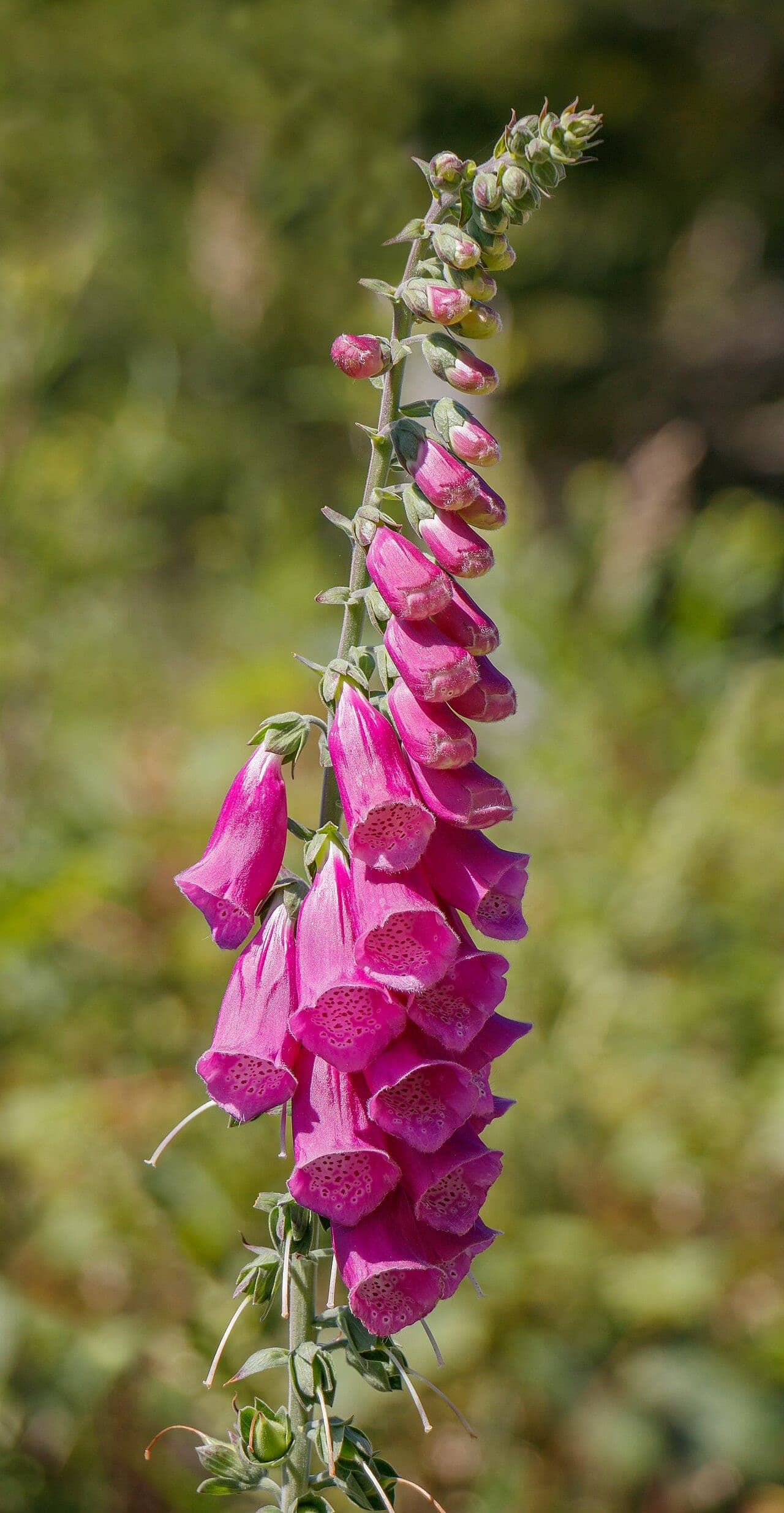 Fingerborgsblomma