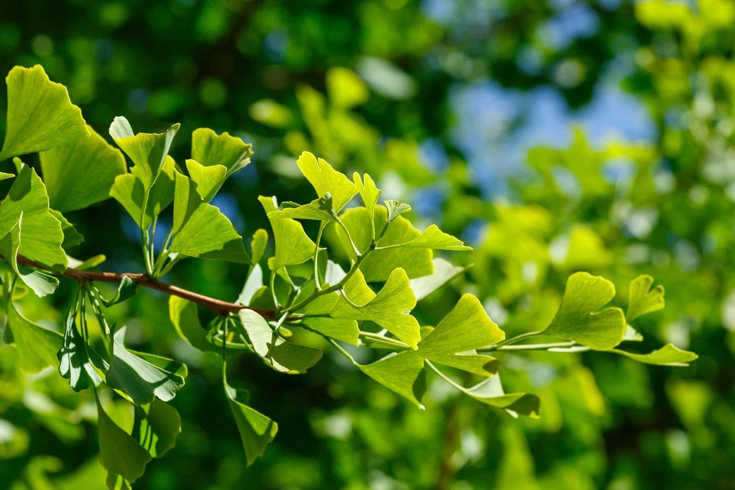 Ginkgo