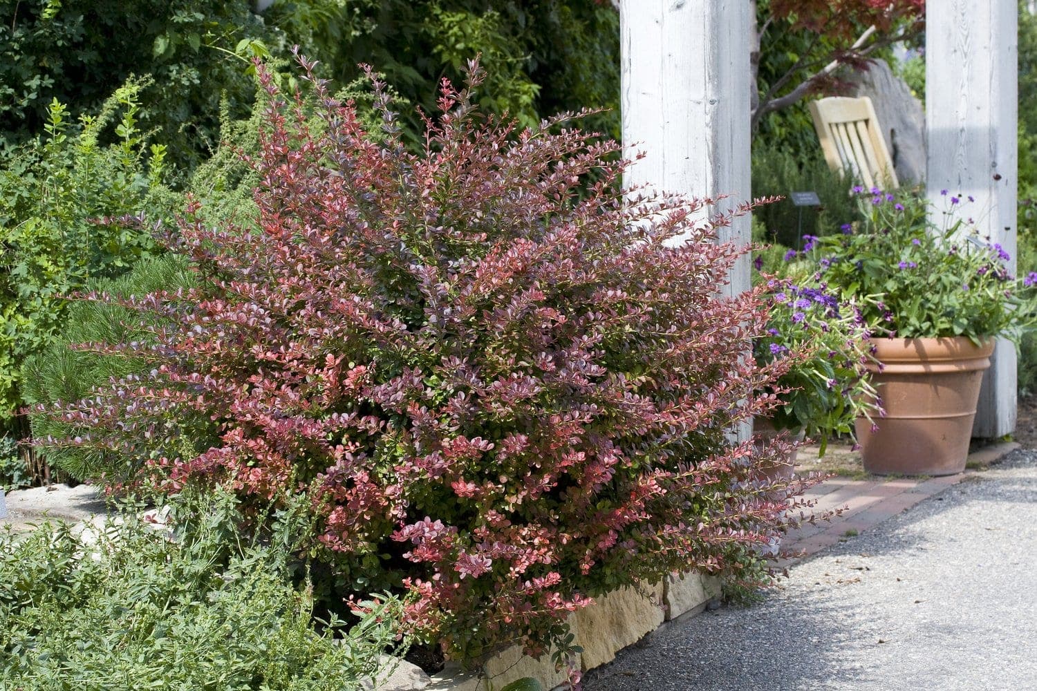 Häckberberis