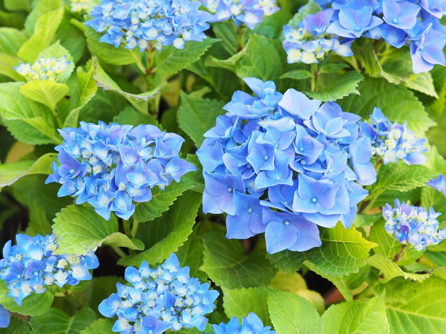 Hortensia