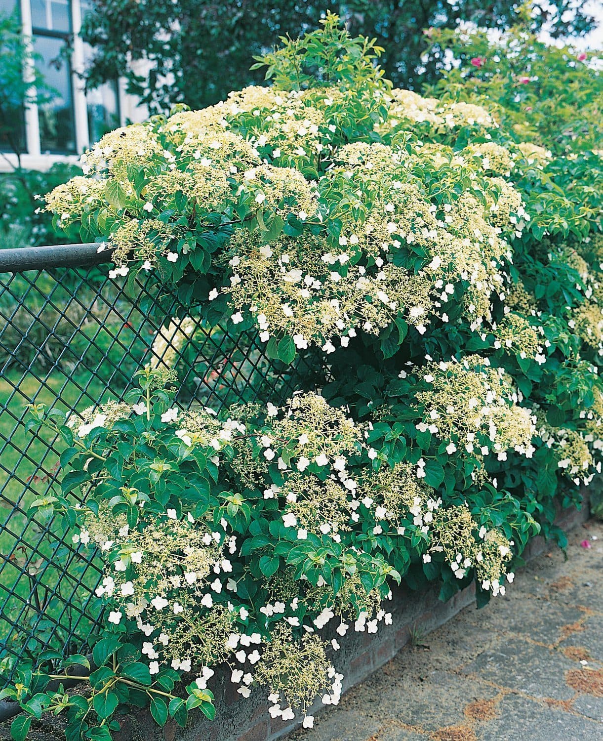 Klätterhortensia