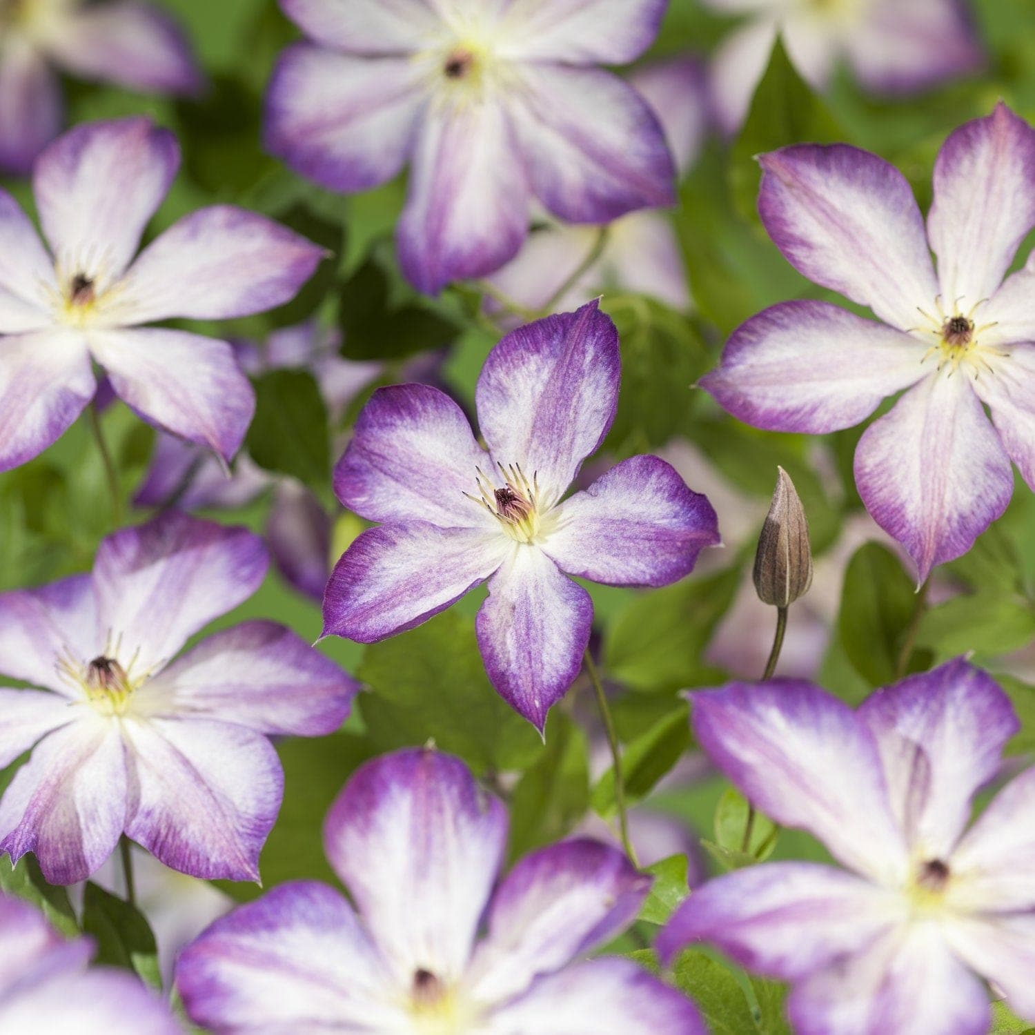 Klematis