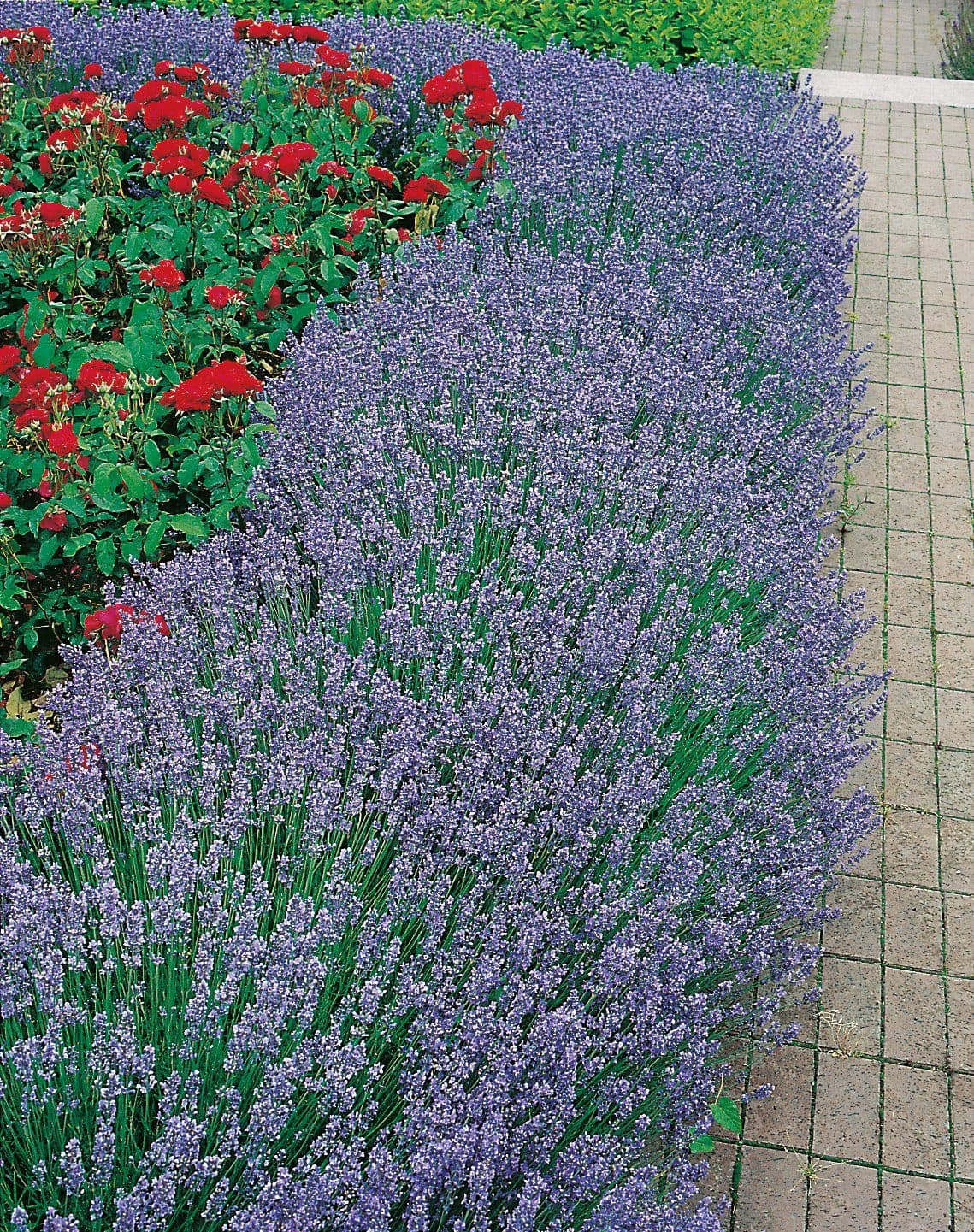 Lavendel