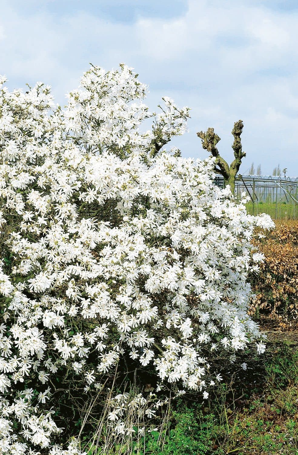 Magnolia