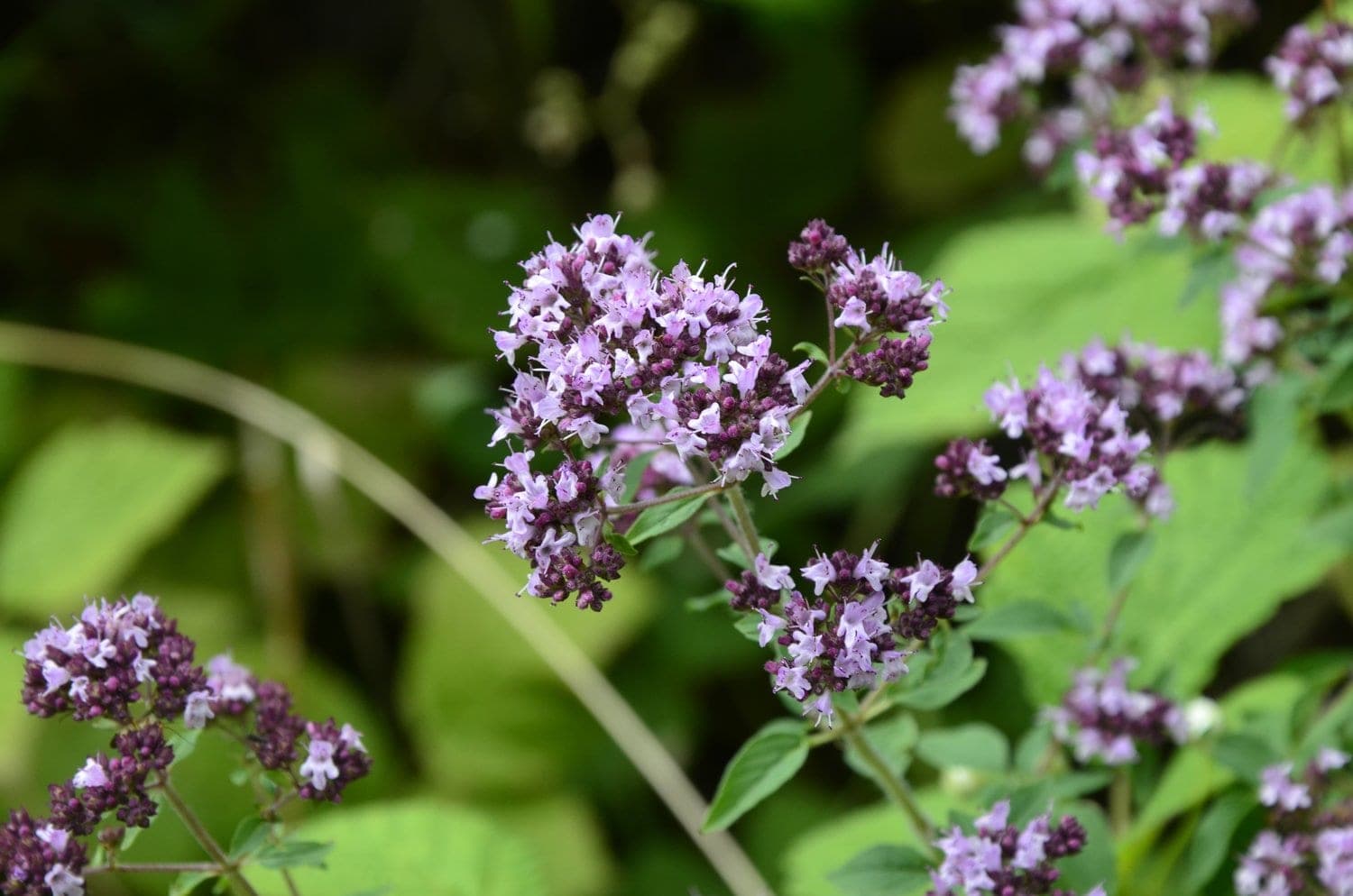 Oregano
