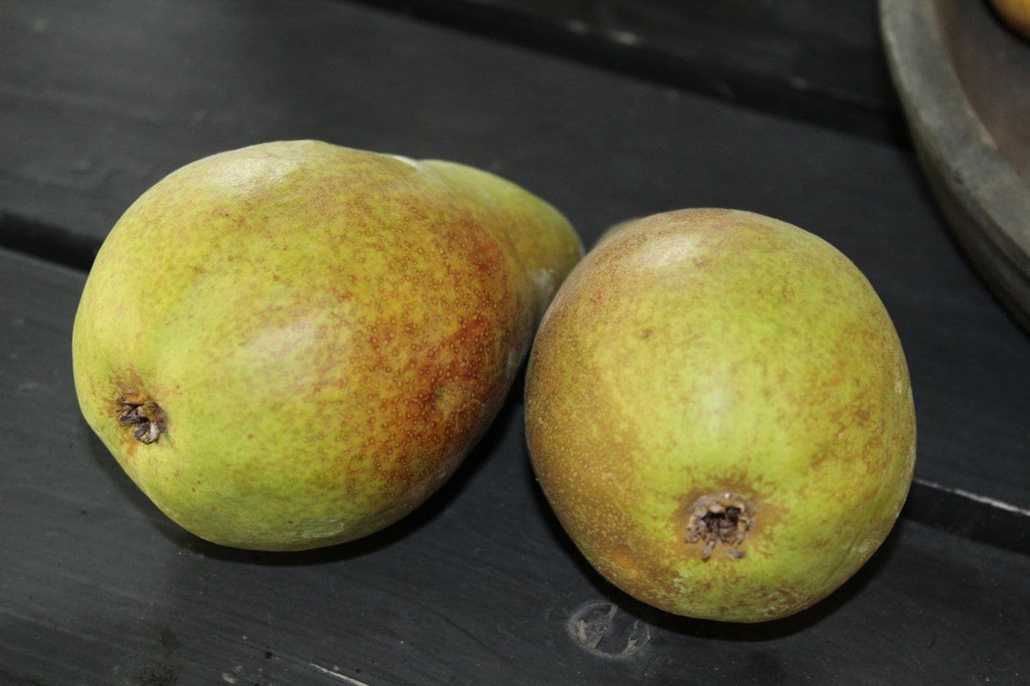 Päron
