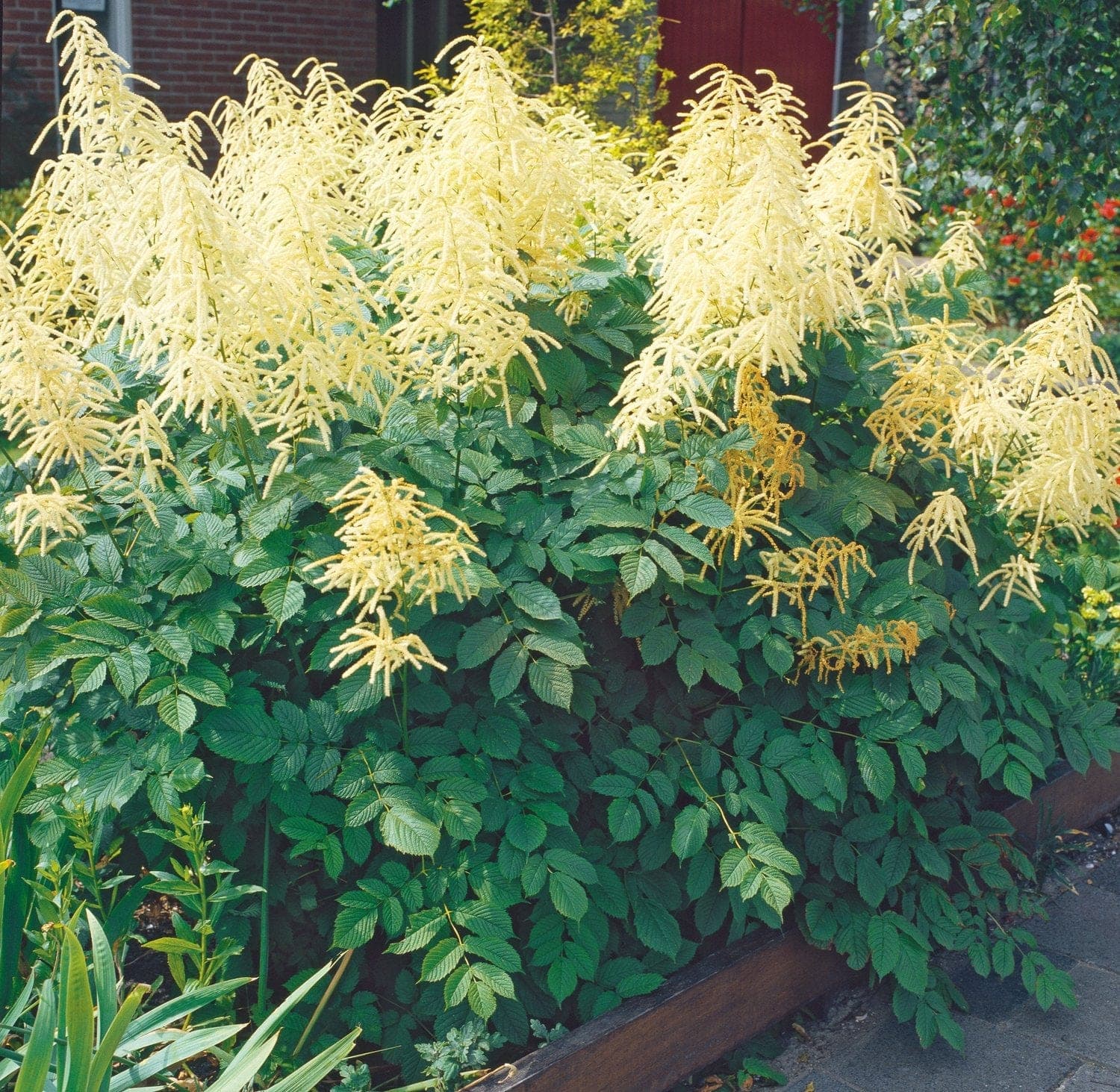 Plymspirea