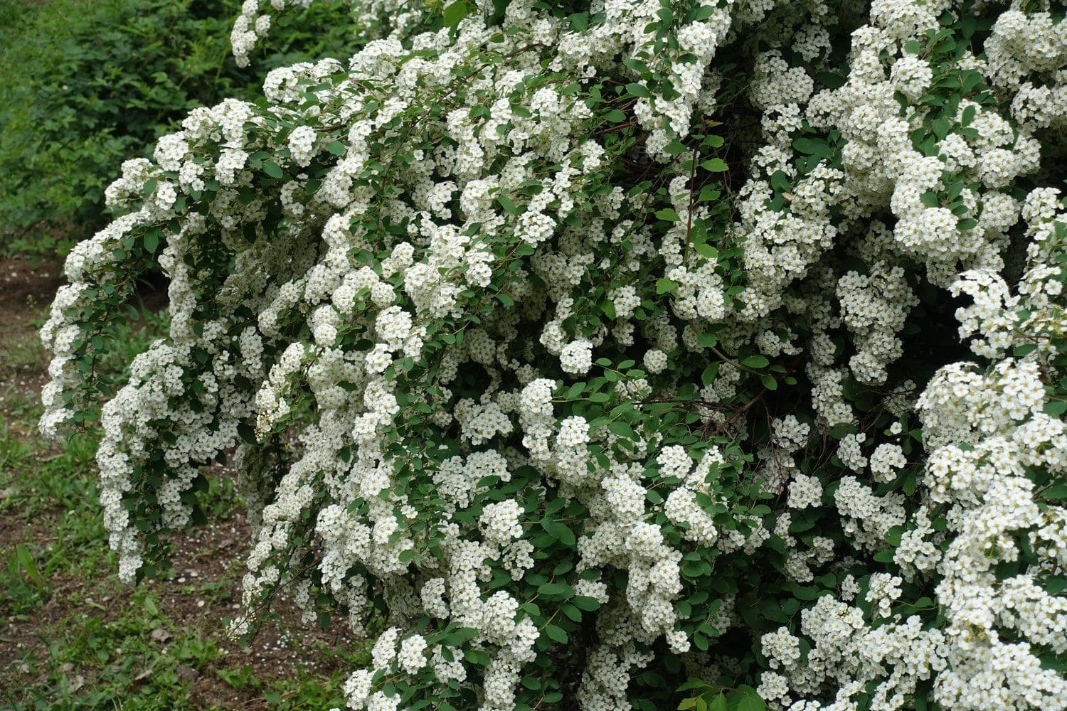 Praktspirea