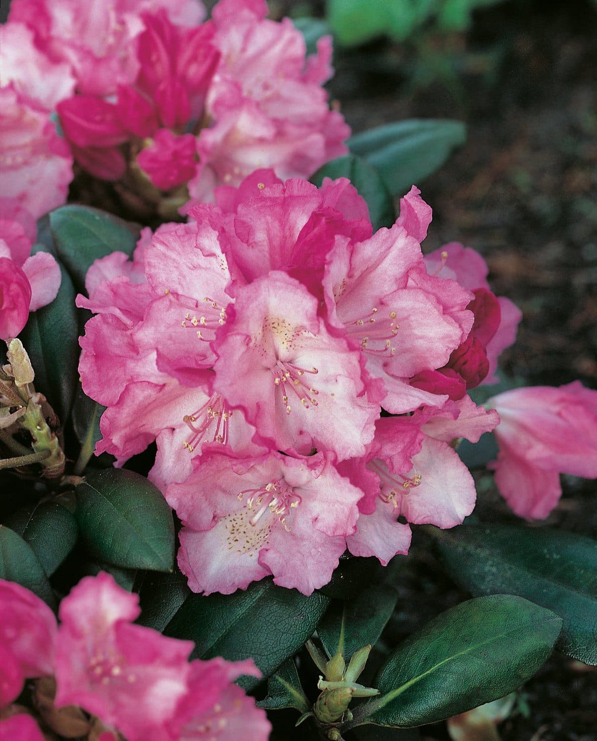 Rhododendron
