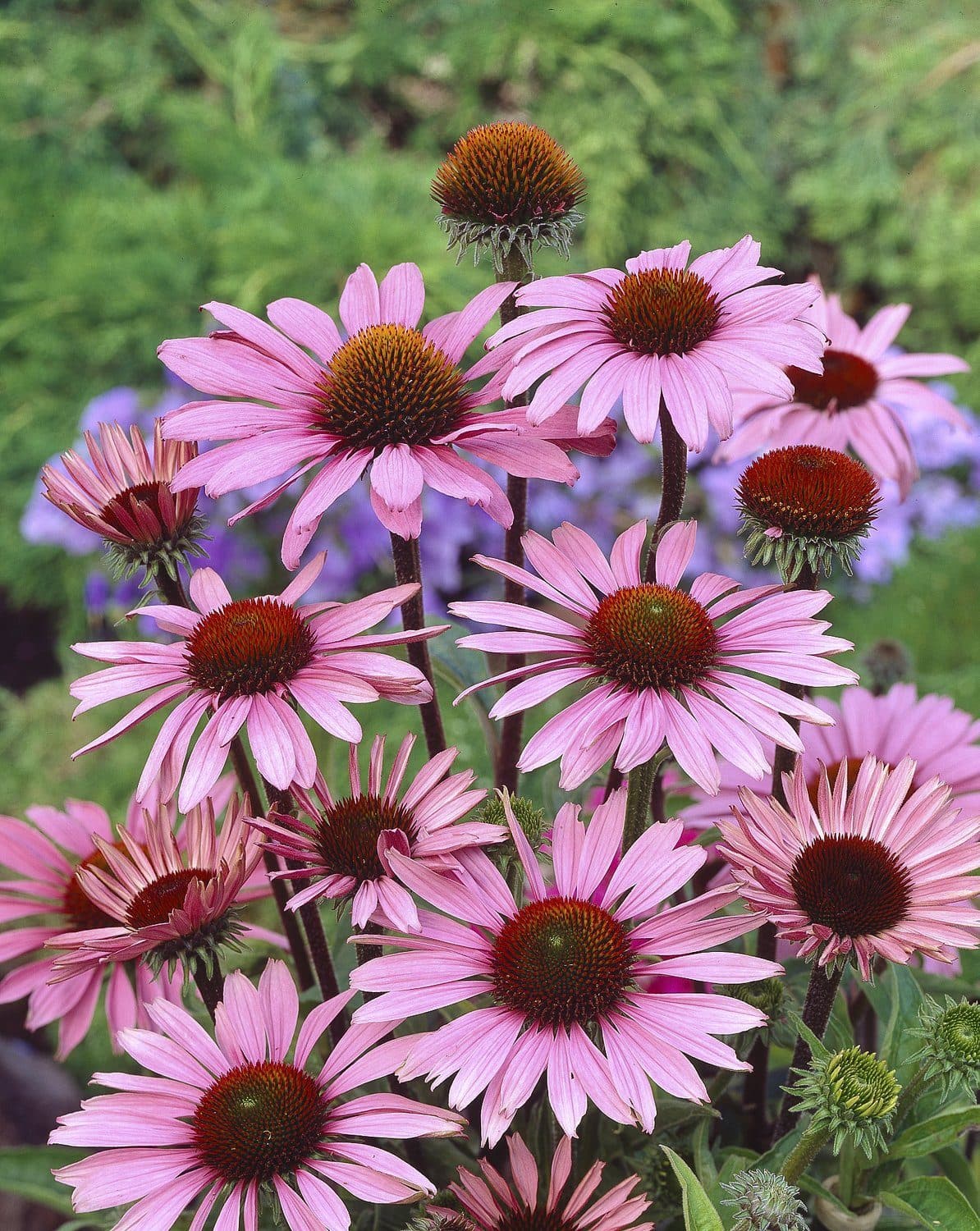 Röd rudbeckia